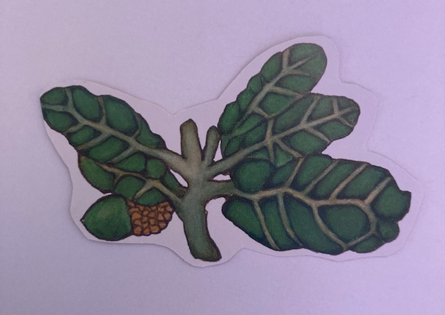 A sticker of an oak leaf and acorn.