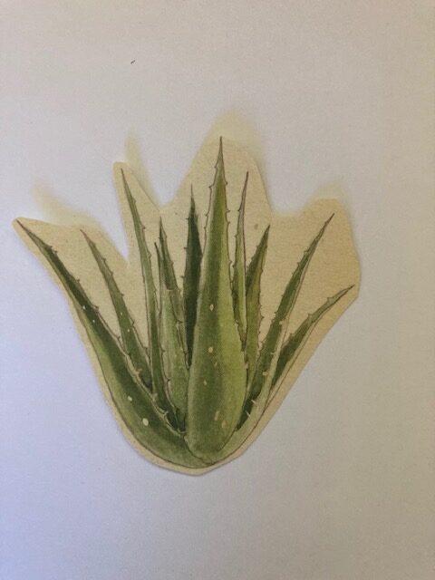 Aloe Vera/Hoja de Sábila