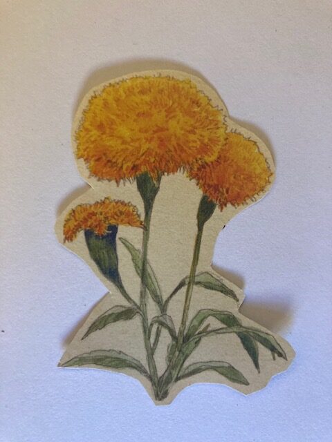 Aztec Marigold Blossom/Cempasúchil